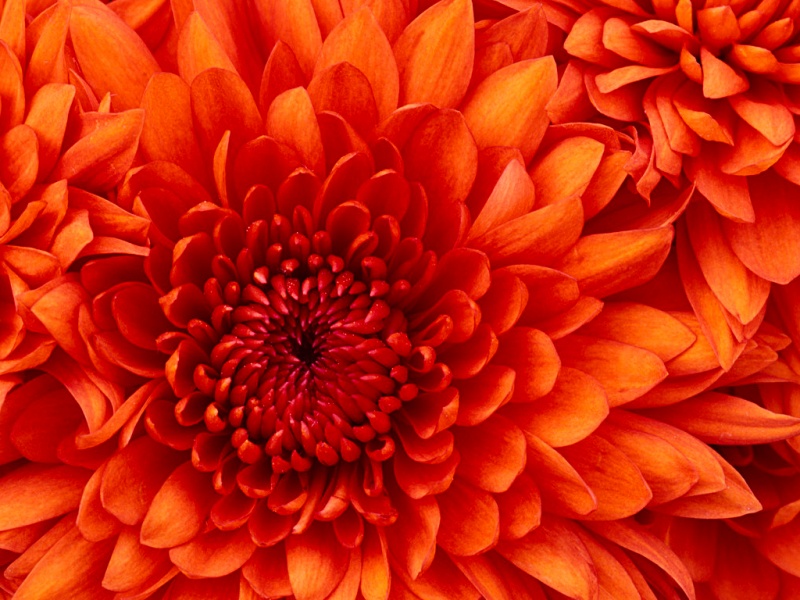 پرونده:Chrysanthemum.jpg