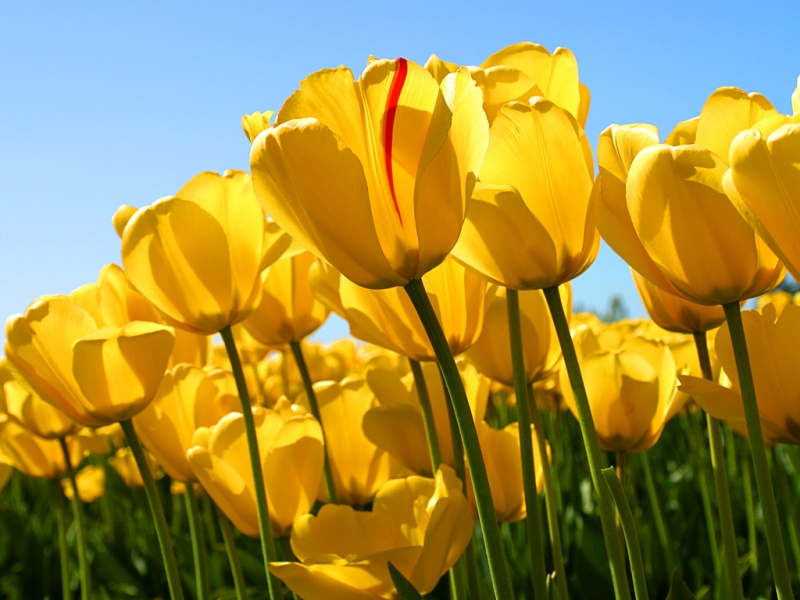 پرونده:Tulips.jpg