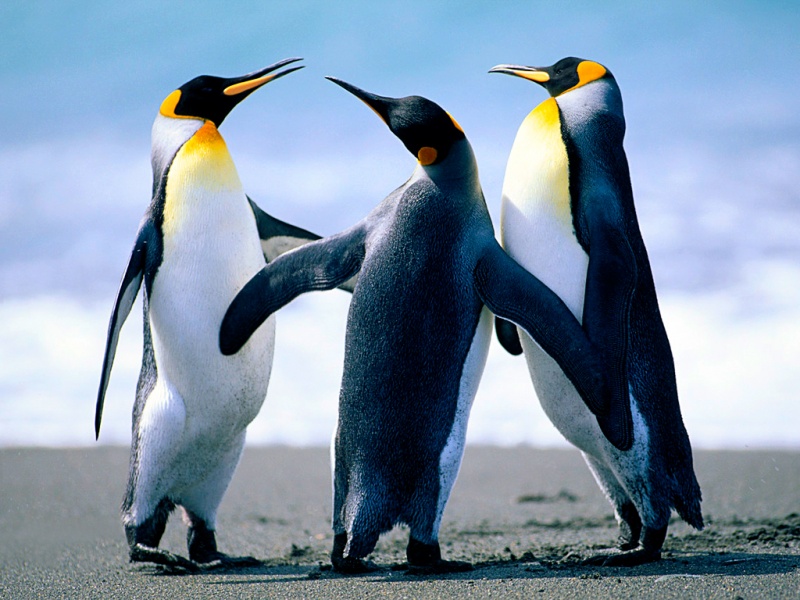 پرونده:Penguins.jpg