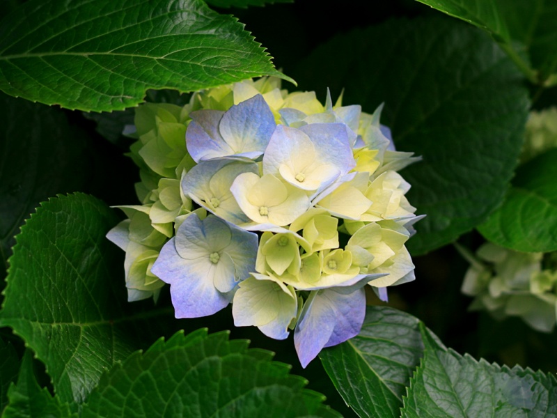 پرونده:Hydrangeas.jpg